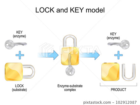 Lock and key model. Enzyme, substrate, products, and chemical mechanism Lock and key model. Enzyme, substrate, products, and chemical mechanism 102912087