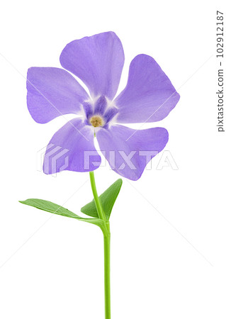 wild periwinkle flowers isolated on white background 102912187