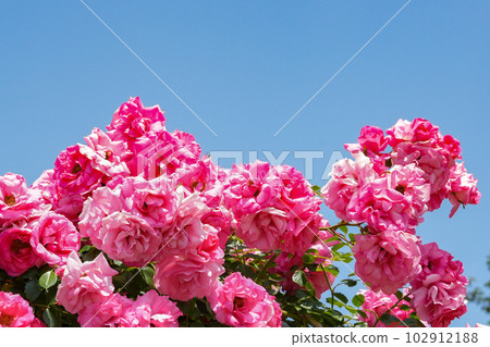 Jindai Botanical Garden roses 102912188