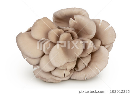 Oyster mushrooms isolated on white background with full depth of field 102912235