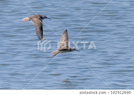 Red-shanked in flight 102912690