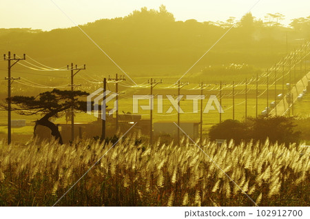 Kohama Island, Okinawa Sugarcane flowers and Sugar Road shining in the morning sun Kohama Island, Okinawa Sugarcane flowers and Sugar Road shining in the morning sun 102912700