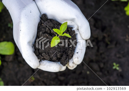Close up of gardener hands holding seedling. 102913569