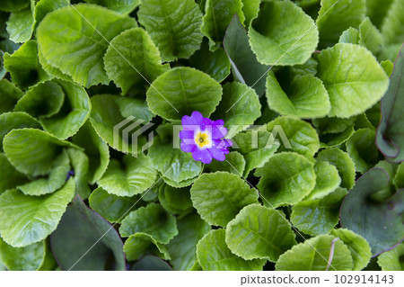 報春花 Miyama Primrose 102914143