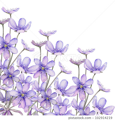 Watercolor spring flowers isolated on white background. Scilla. Coppice, hepatica - first spring flowers. Illustration of delicate lilac flowers. Primroses, the anemones. forest flowers liverwort Watercolor spring flowers isolated on white background. Scilla. Coppice, hepatica - first spring flowers. Illustration of delicate lilac flowers. Primroses, the anemones. forest flowers liverwort 102914219