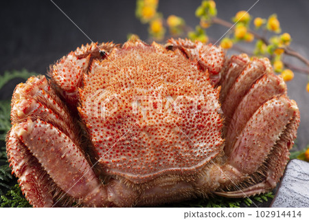 delicious hairy crab 102914414