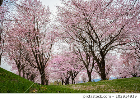 Twin cherry blossoms in Tsubetsu Town, Hokkaido Twin cherry blossoms in Tsubetsu Town, Hokkaido 102914939