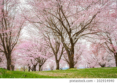 Twin cherry blossoms in Tsubetsu Town, Hokkaido Twin cherry blossoms in Tsubetsu Town, Hokkaido 102914940
