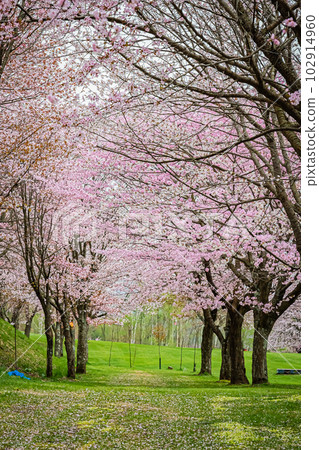 Twin cherry blossoms in Tsubetsu Town, Hokkaido 102914960