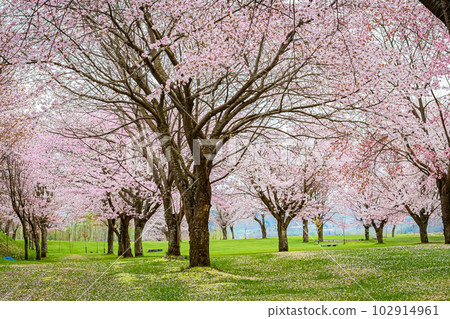 Twin cherry blossoms in Tsubetsu Town, Hokkaido Twin cherry blossoms in Tsubetsu Town, Hokkaido 102914961