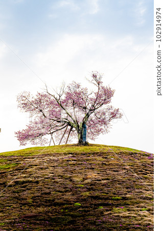 Twin cherry blossoms in Tsubetsu Town, Hokkaido 102914974