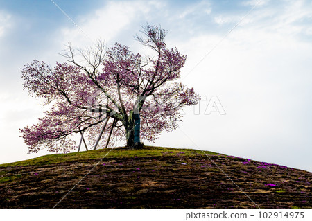 北海道津別町的雙櫻花 102914975