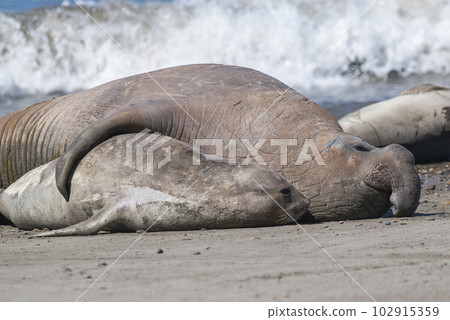 Elephant seals couple mating, Peninsula Valdes, Patagonia, Argentina. Elephant seals couple mating, Peninsula Valdes, Patagonia, Argentina. 102915359