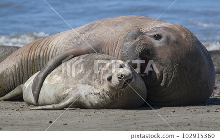 Elephant seals couple mating, Peninsula Valdes, Patagonia, Argentina. 102915360