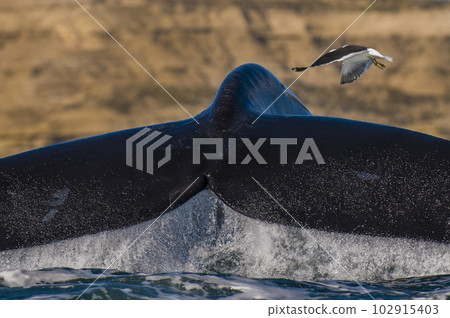Whale tail out of water,Patagonia,Argentina. 102915403