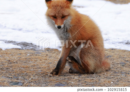 Hokkaido Notsuke Peninsula Kitsune Kitsune Hokkaido Notsuke Peninsula Kitsune Kitsune 102915815