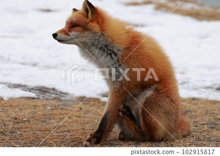 Hokkaido Notsuke Peninsula Kitsune Kitsune Hokkaido Notsuke Peninsula Kitsune Kitsune 102915817
