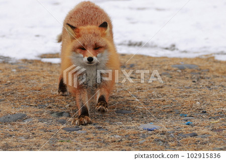 北海道野付半島 Kitsune Kitsune 北海道野付半島 Kitsune Kitsune 102915836