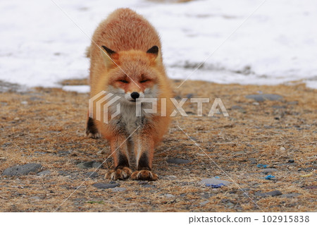 Hokkaido Notsuke Peninsula Kitsune Kitsune Hokkaido Notsuke Peninsula Kitsune Kitsune 102915838