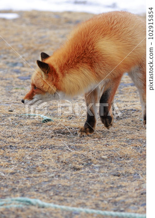 北海道野付半島 Kitsune Kitsune 102915854