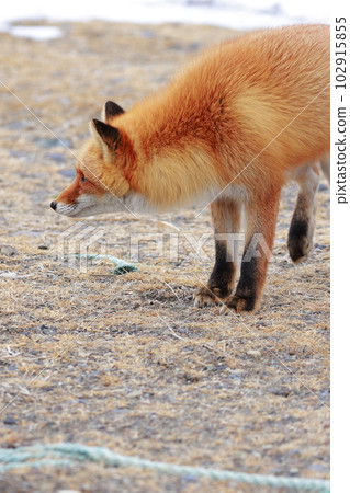北海道野付半島 Kitsune Kitsune 北海道野付半島 Kitsune Kitsune 102915855