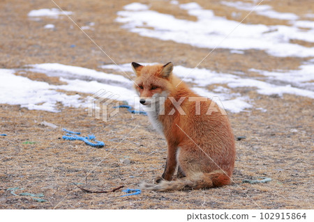 Hokkaido Notsuke Peninsula Kitsune Kitsune Hokkaido Notsuke Peninsula Kitsune Kitsune 102915864