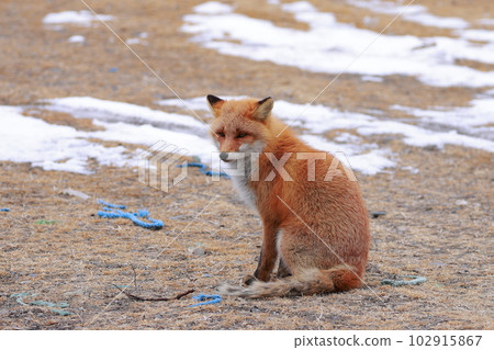 Hokkaido Notsuke Peninsula Kitsune Kitsune 102915867