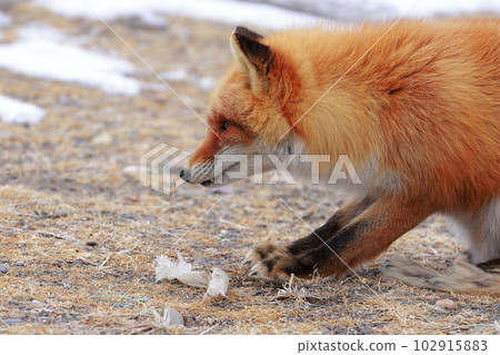 Hokkaido Notsuke Peninsula Kitsune Kitsune 102915883