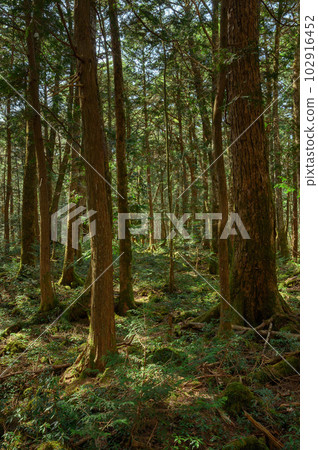 Trees in the Aokigahara Sea of Trees and in the deep forest (image of distress and getting lost) 102916452