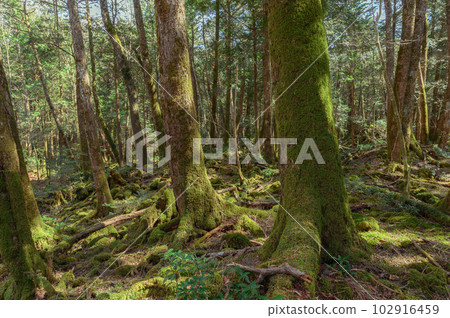 青木原樹海和森林深處的樹木（遇險和迷路的形象） 102916459