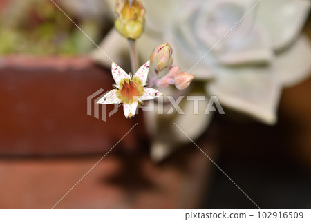 Succulent plant, Echeveria oborozuki 102916509