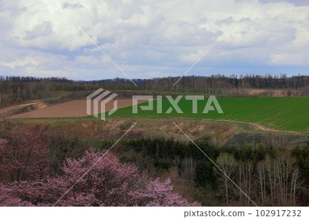 北海道美瑛山上盛開的櫻花 102917232