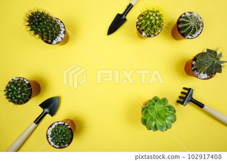 Preparation for transplanting plants of cacti and succulents 102917408