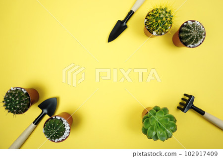 Preparation for transplanting plants of cacti and succulents  102917409