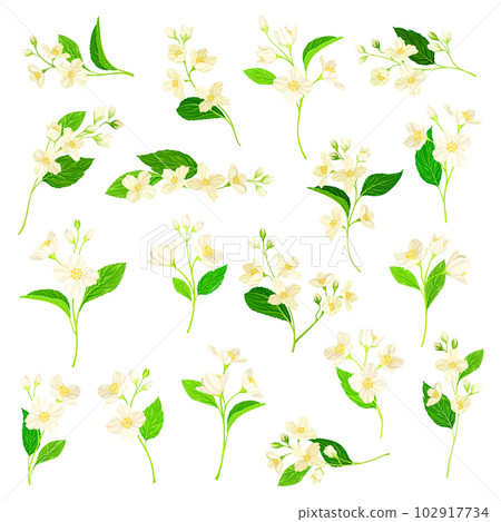 Jasmine Plant Species with Fragrant White Flowers and Pinnate Leaves Big Vector Set 102917734
