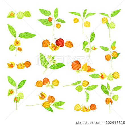 Ashwagandha or Indian Ginseng as Perennial Species with Elliptic Leaves and Bell-shaped Flowers Big ector Set Ashwagandha or Indian Ginseng as Perennial Species with Elliptic Leaves and Bell-shaped Flowers Big ector Set 102917818