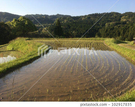 Oyama Senmaida in late spring morning, rows of rice planted in terraced rice fields and mountain shadows on the surface of the water Oyama Senmaida in late spring morning, rows of rice planted in terraced rice fields and mountain shadows on the surface of the water 102917835