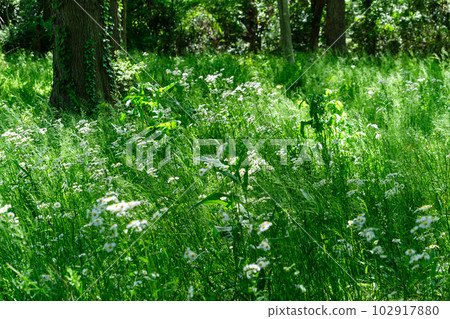 Shining forest Shining forest 102917880