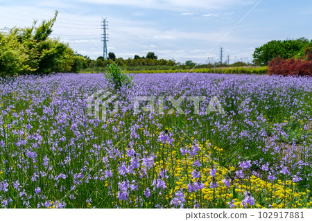 Flower garden of Matsubakuran Flower garden of Matsubakuran 102917881