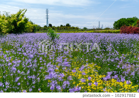 Meadow petals Meadow petals 102917882