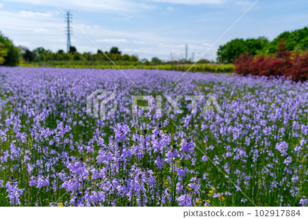 Field petals Field petals 102917884