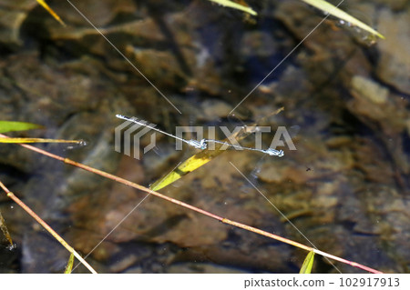 Tandem flight of the damselfly Tandem flight of the damselfly 102917913