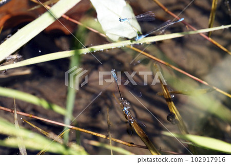 Tandem flight of the damselfly Tandem flight of the damselfly 102917916