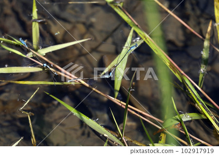 Tandem flight of the damselfly Tandem flight of the damselfly 102917919