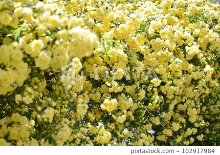 盛開的黃色 mokko 玫瑰花 盛開的黃色 mokko 玫瑰花 102917984