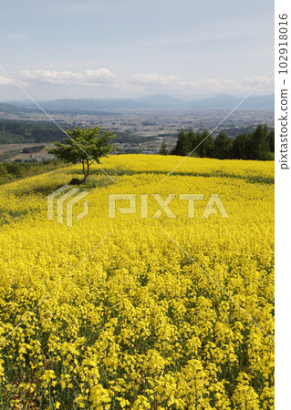 Nanohakura Takahara Nanohana農田 Nanohakura Takahara Nanohana農田 102918016