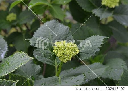 hydrangea hydrangea 102918492