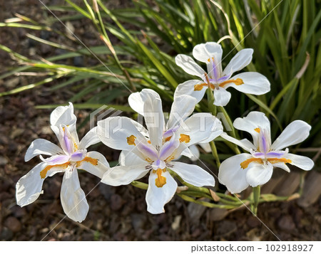 Beautiful flowering of Dietes grandiflora Beautiful flowering of Dietes grandiflora 102918927