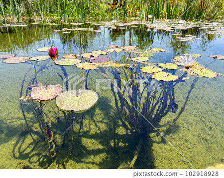 Blooming nymphea in the pond (Lat. - nymphaea caerulea) Blooming nymphea in the pond (Lat. - nymphaea caerulea) 102918928