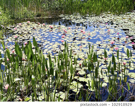 Blooming nymphea in the pond (Lat. - nymphaea caerulea) Blooming nymphea in the pond (Lat. - nymphaea caerulea) 102918929